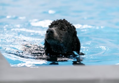 Can your dog swim?